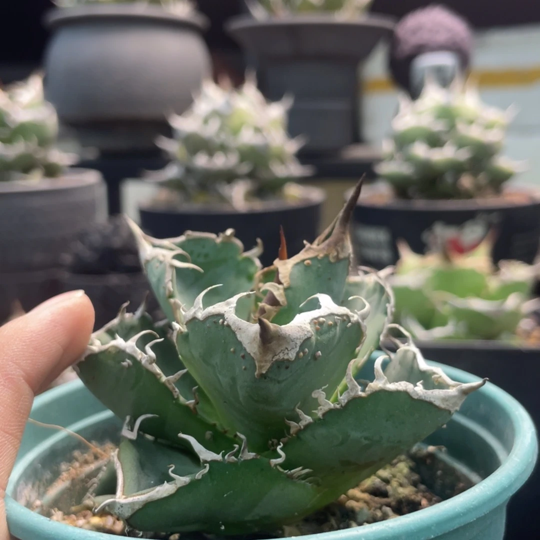 星空背刺8888888888888