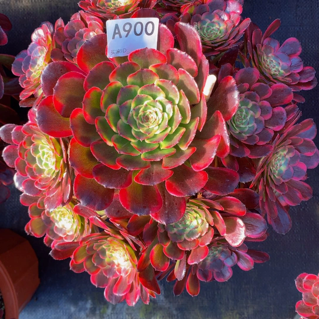 粉金刚900法师多肉