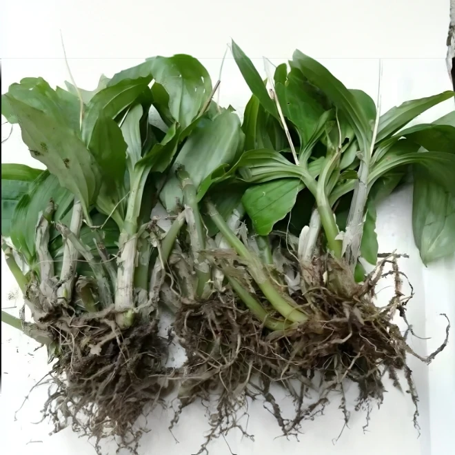 新鲜见血清整株带根可盆栽种植羊耳兰花民间中草药