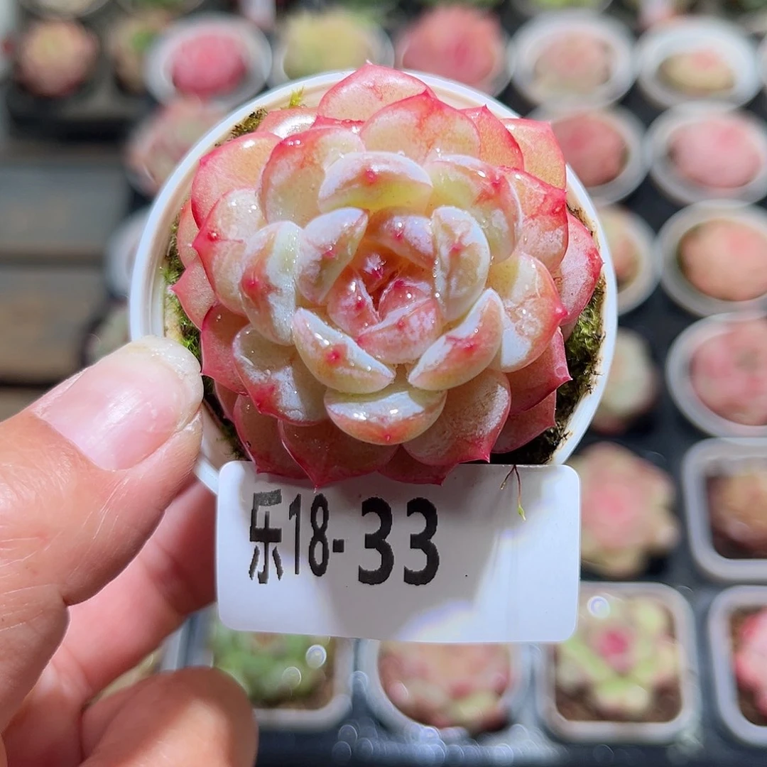 木乐18-33雪颜玉单头