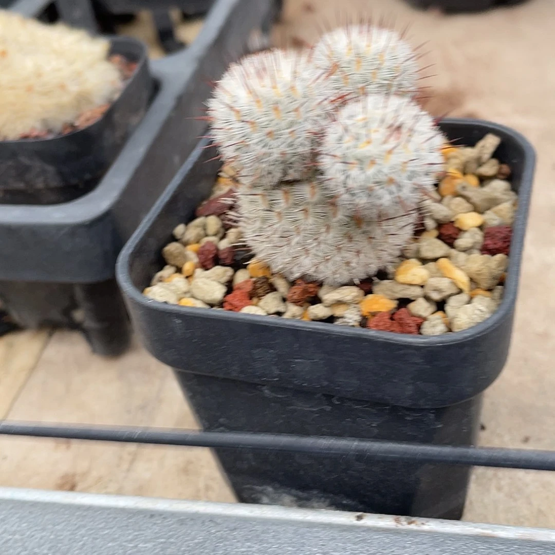 A***英仙人球实生直刺佩雷