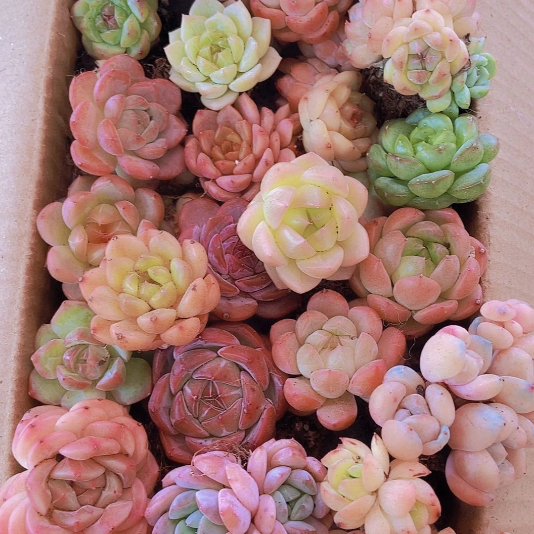 0000001量拍保底20颗，小