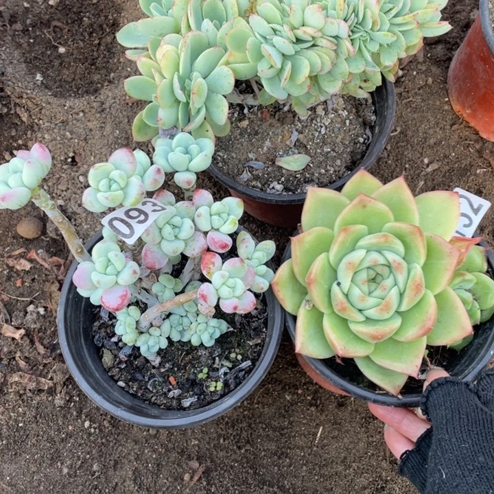 3颗多肉植物组合多肉