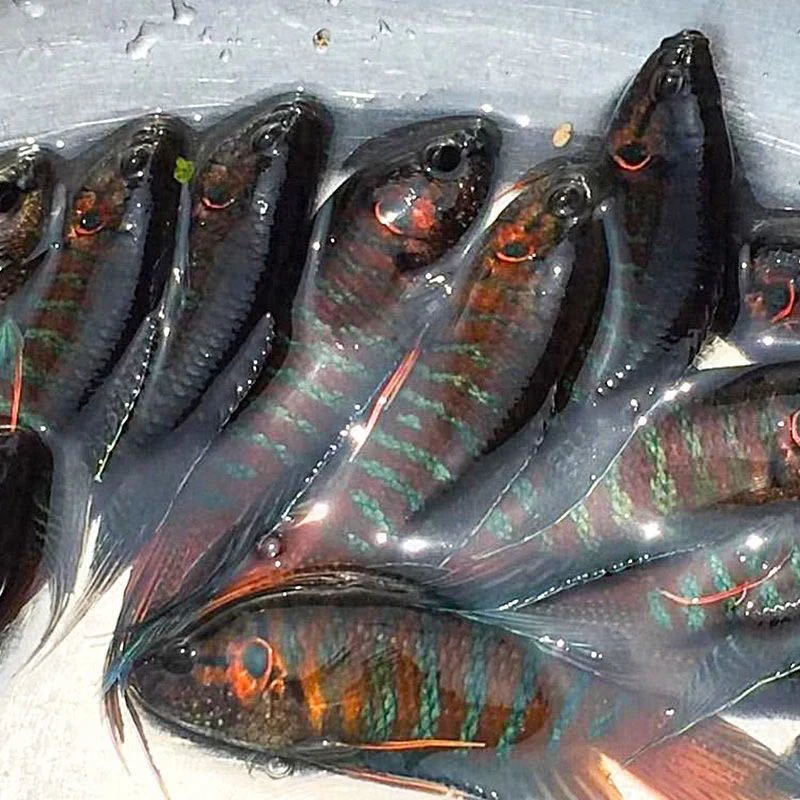 耐高温四季可养淡水活体中国斗鱼小型冷水观赏鱼无需打氧