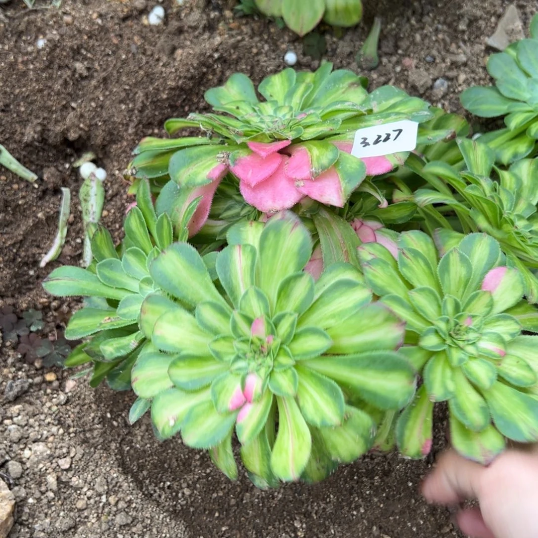 227知否多肉植物一无根