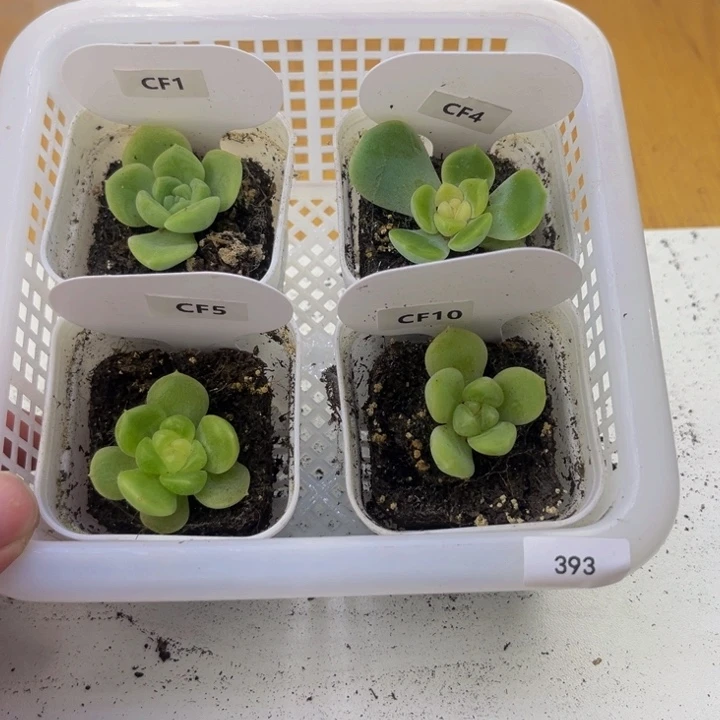 393 多肉植物多肉植物