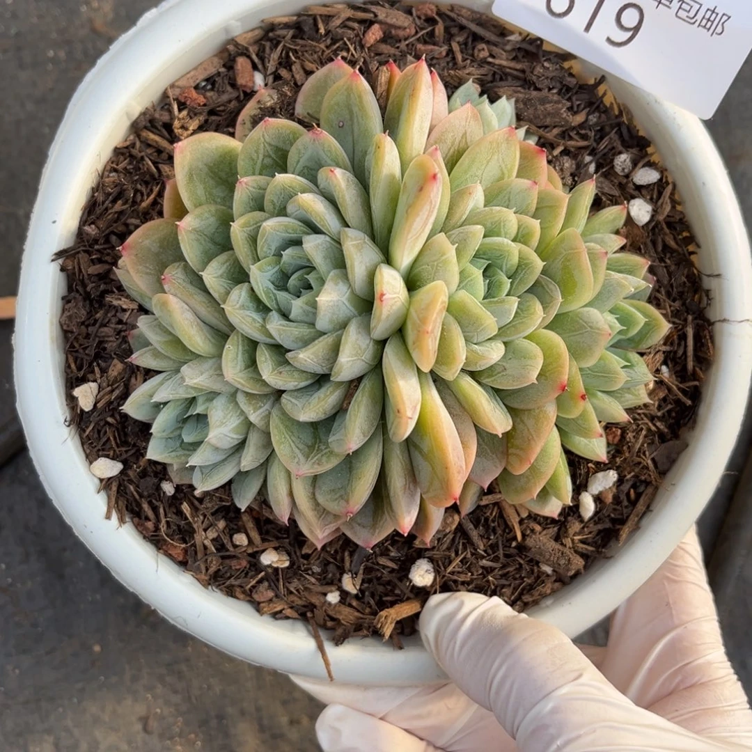 619爱莎多肉植物……