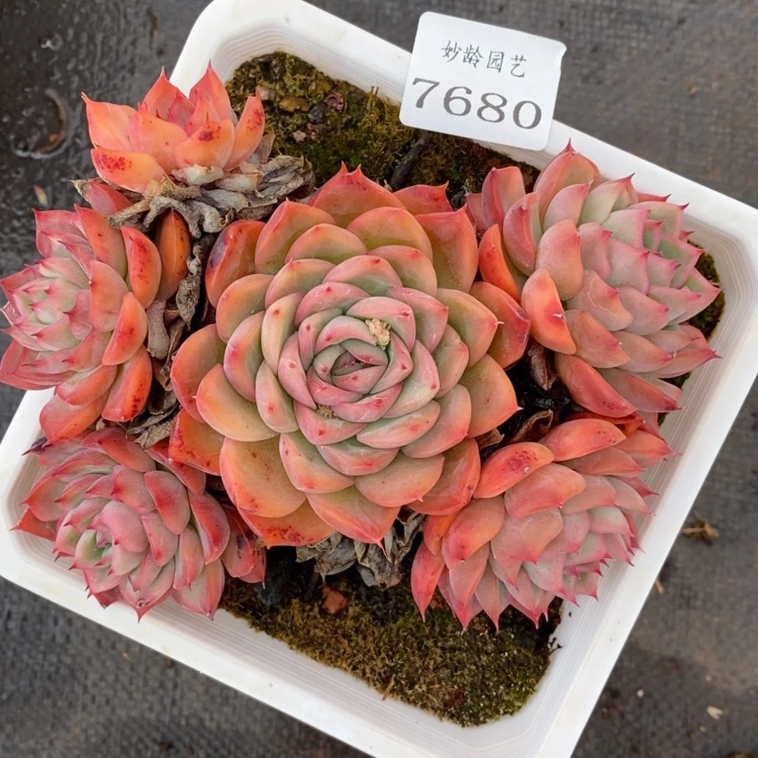 7680杂交多肉老桩