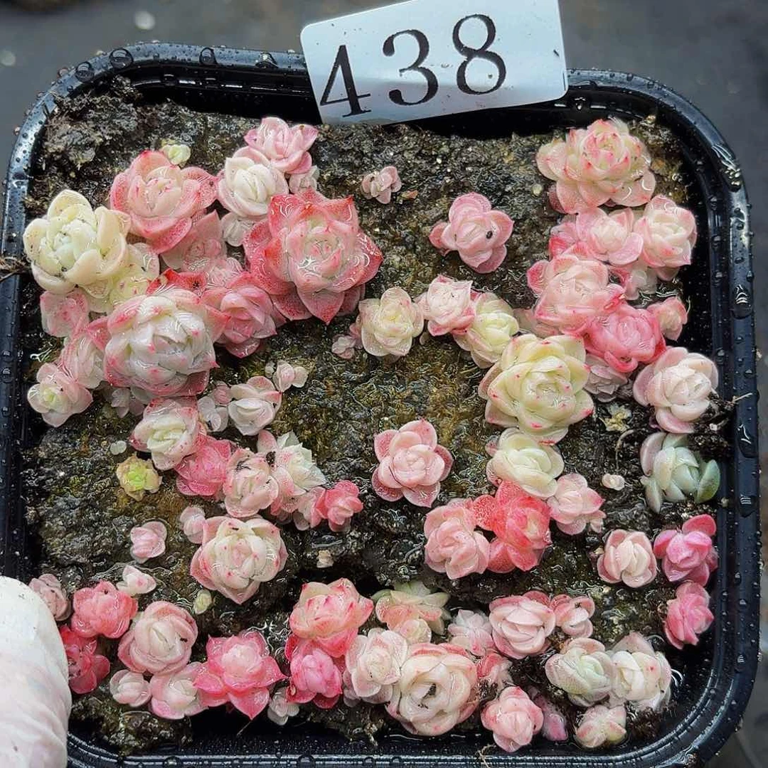 多肉植物多肉植物438