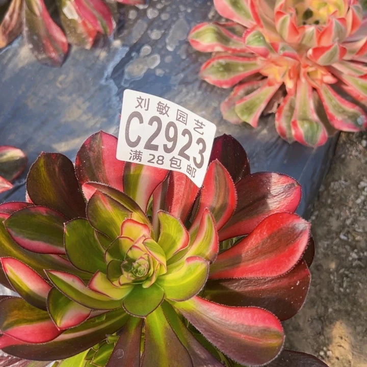 爱马仕多肉植物法师2923