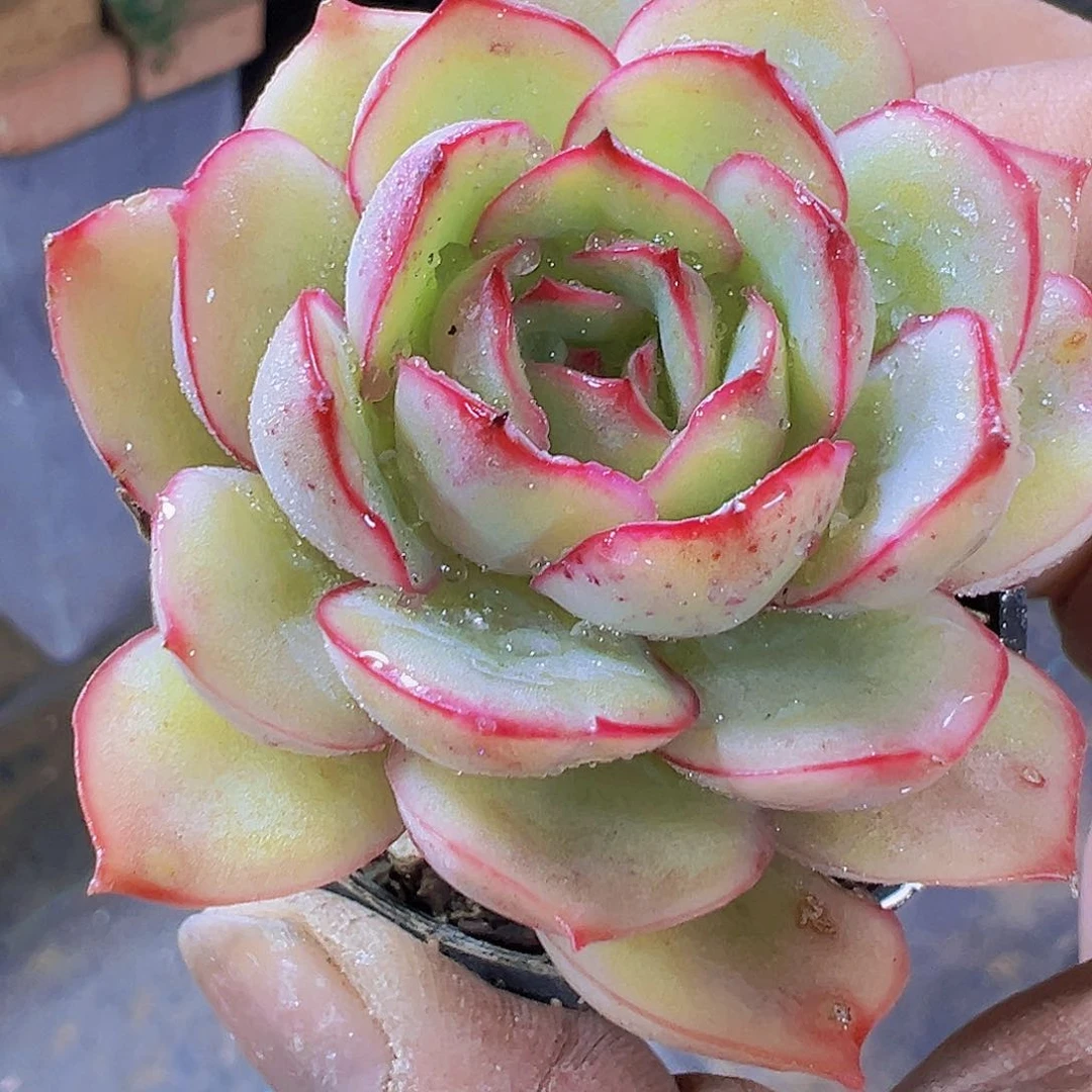 牡丹妹妹2盆19bao you