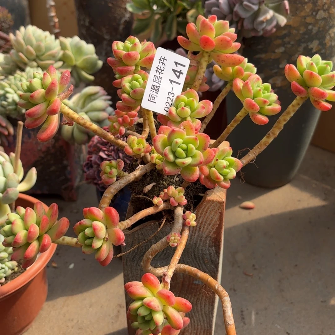 同温层多肉香格里拉141