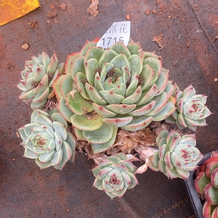 S***o精品多肉植物1715叶伤