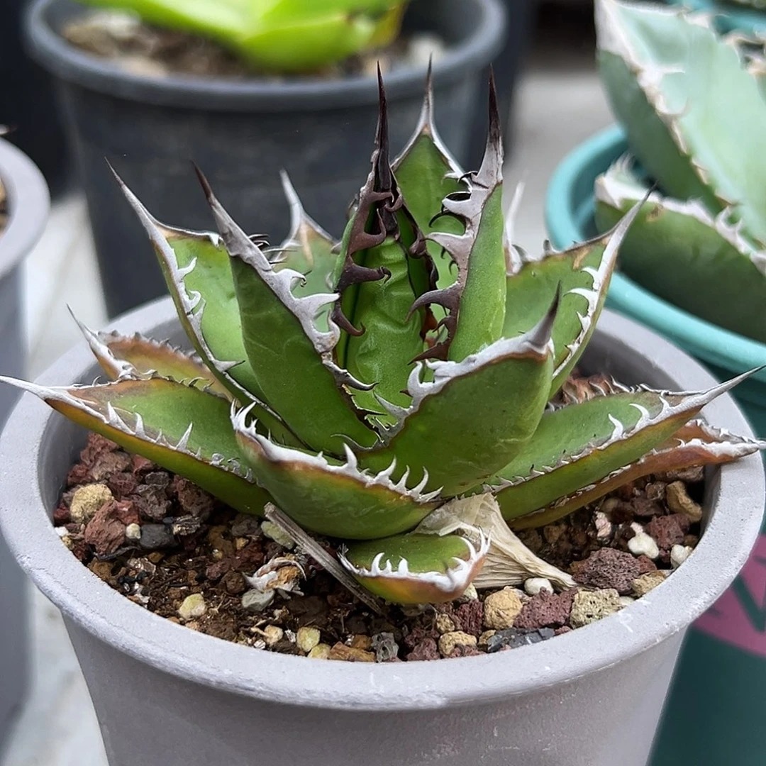 强密刺霍利达一物一拍偏远不包邮不退不换