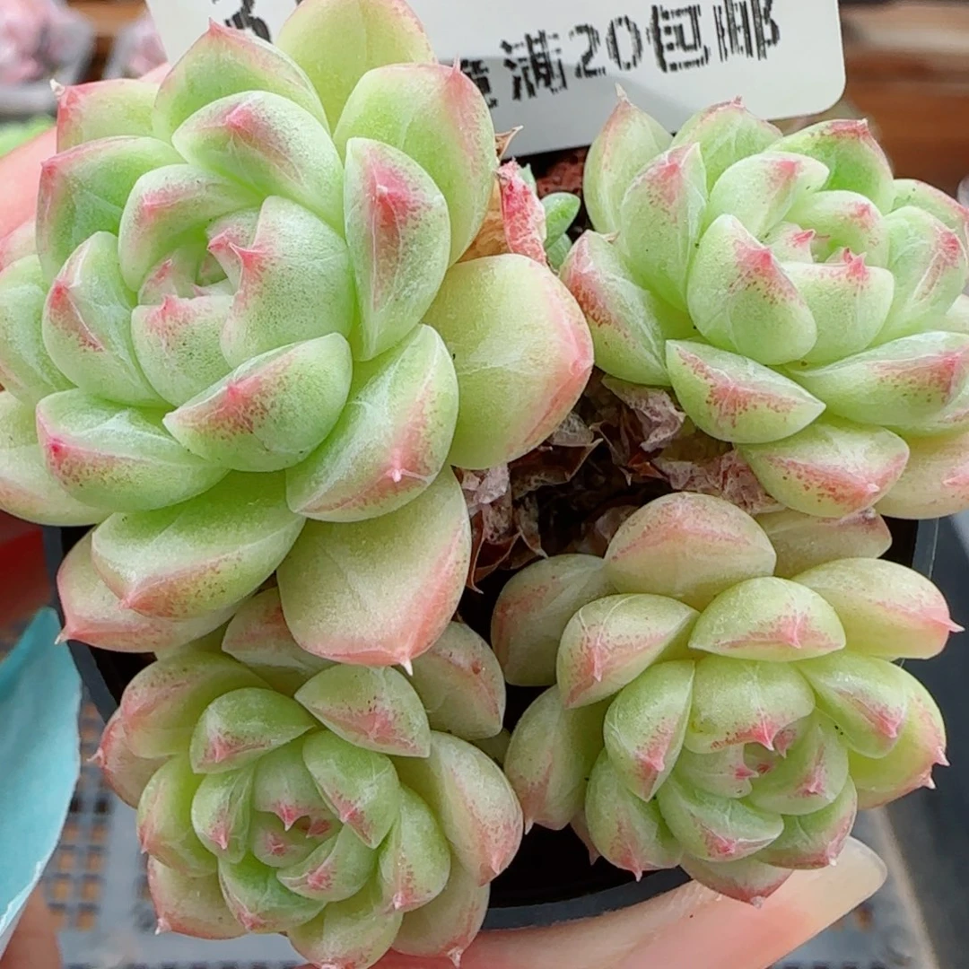 花语逸镜0922-313散