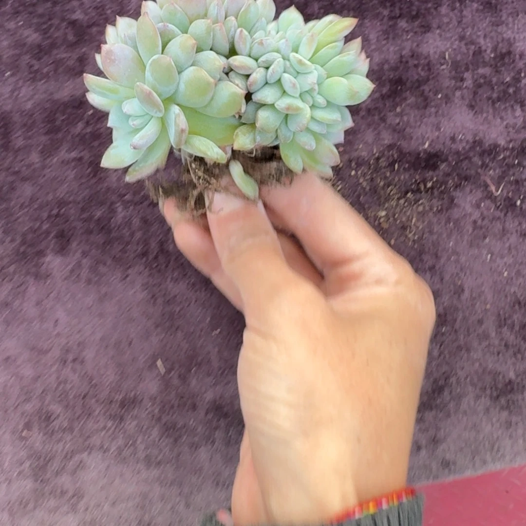 星影缀化一物一拍底切