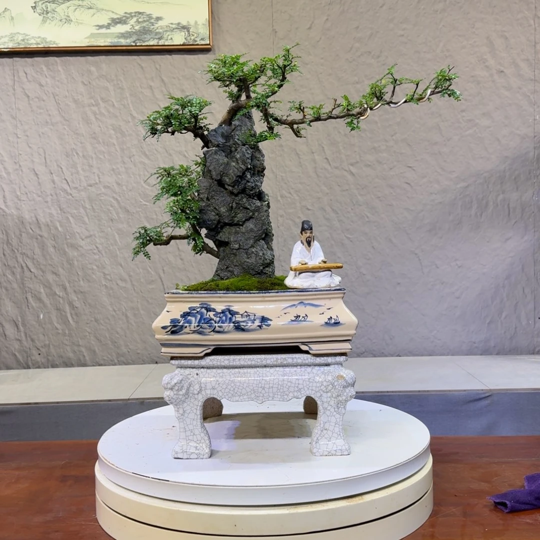扛***油无花朵胡椒木盆景520