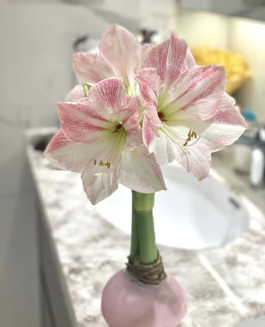【新疆鲜花】年宵花石蜡朱顶红(进口大球）（一单包邮）