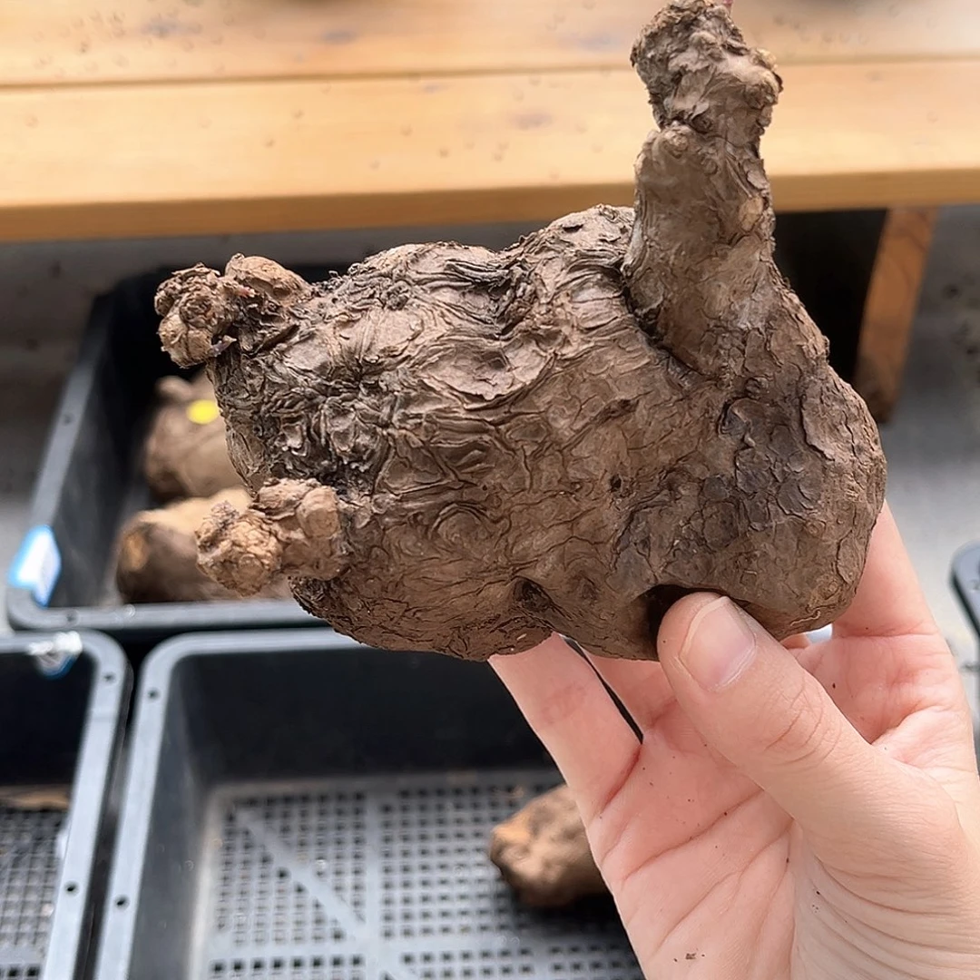 潮流植物一叶龟，鸭子款