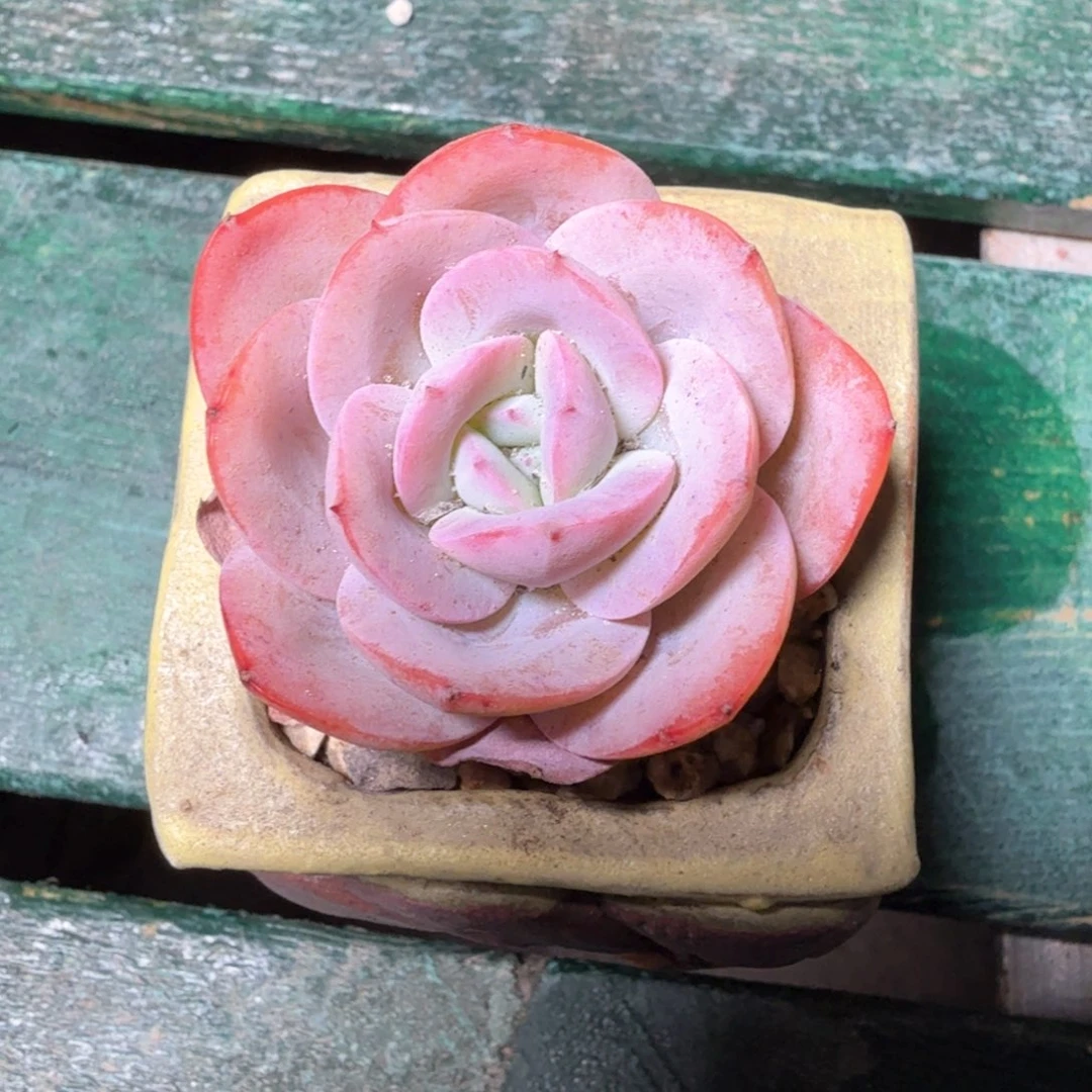 布鲁蓝一物一拍拍下不退不换