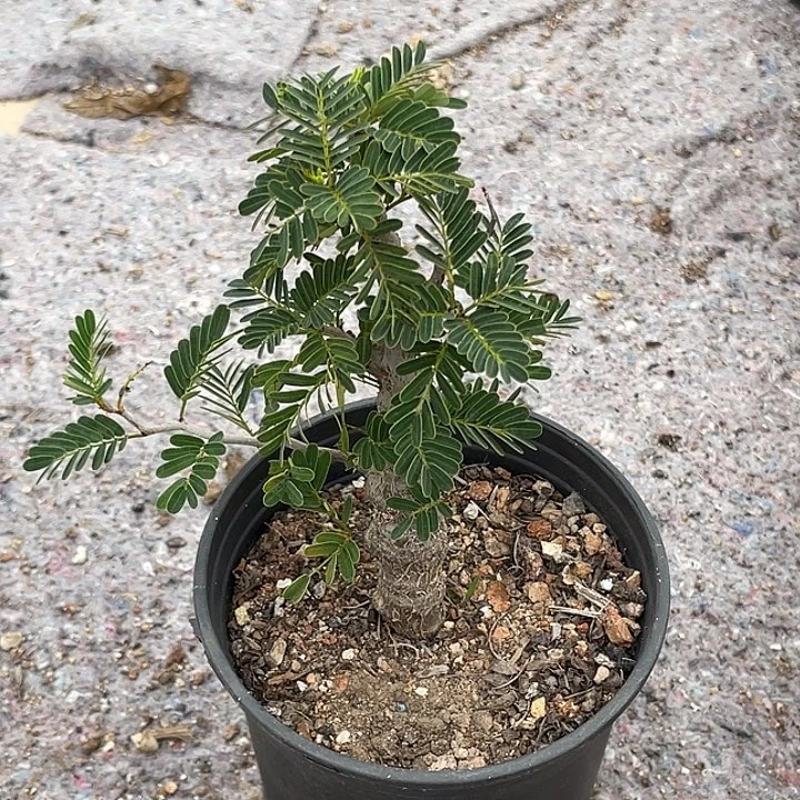 沙漠苏木块根