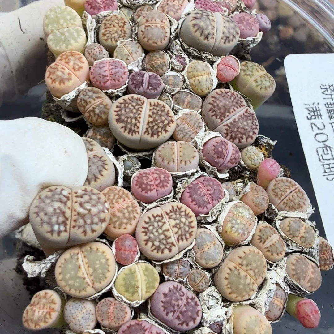 是不是很喜欢这个剧来着笑495