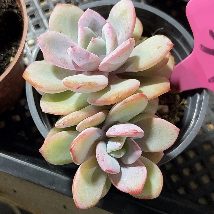 多肉植物韩版奶茶34