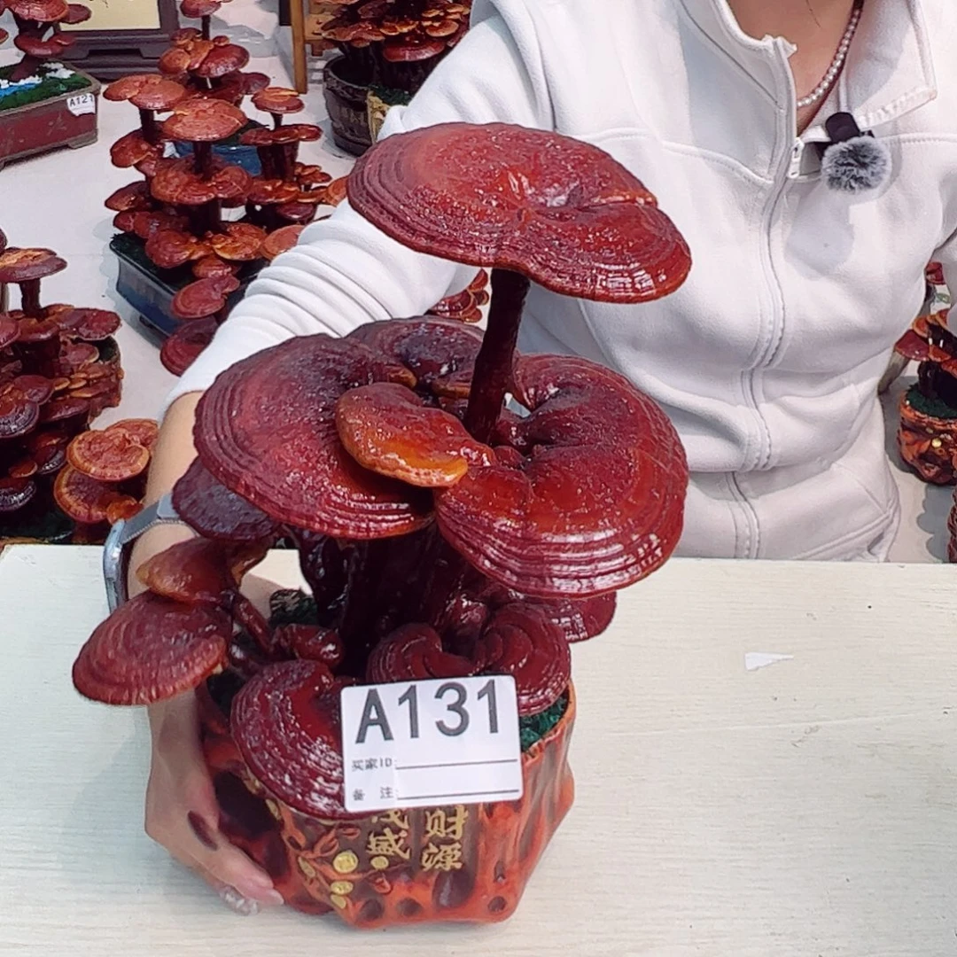 无花朵灵芝盆景财源茂盛