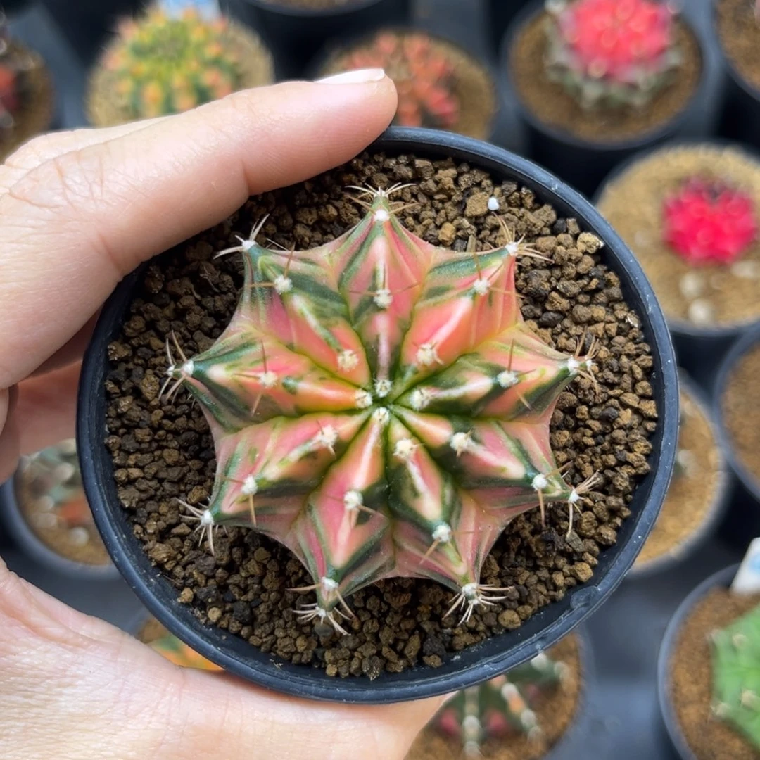 一物一拍带盆土发