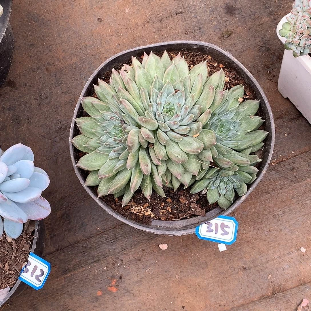 315幻影 一物一拍多肉