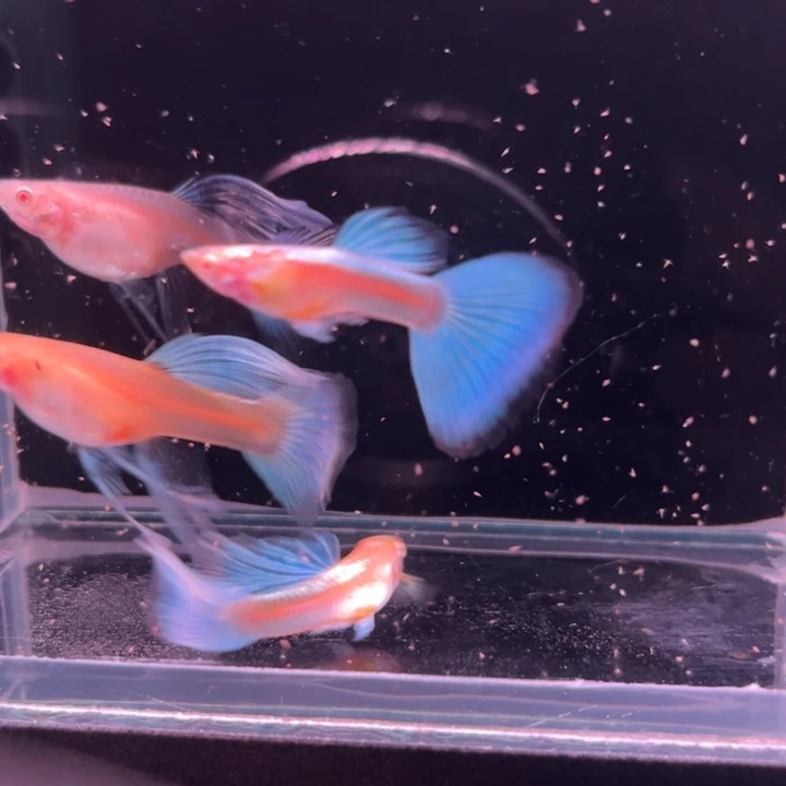 孔雀鱼蓝白蝴蝶绒球2对