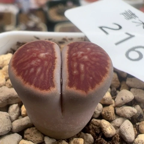 216 好看的多肉冲冲冲。