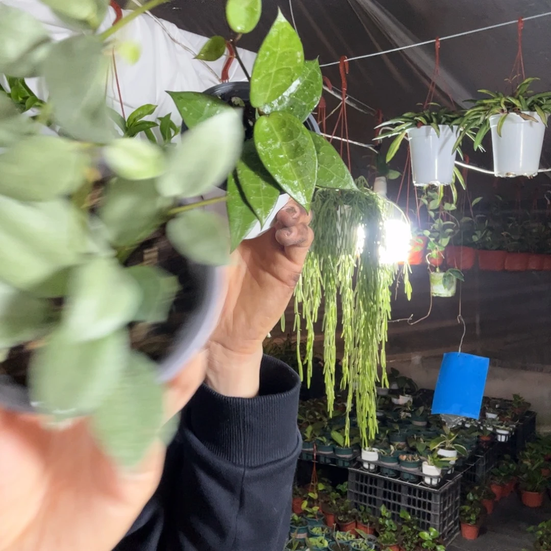 花***y无花朵黑缘寄生球兰