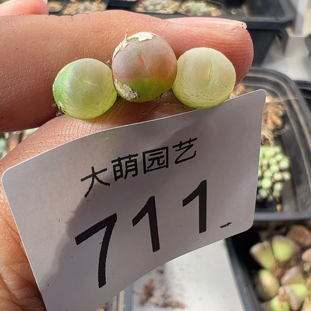 一物一拍默认微瑕。 711