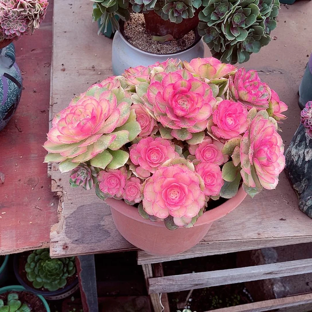 法师多肉漂亮漂亮