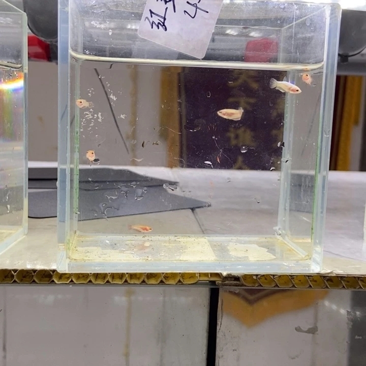 斗鱼包活不包损所见即所得017