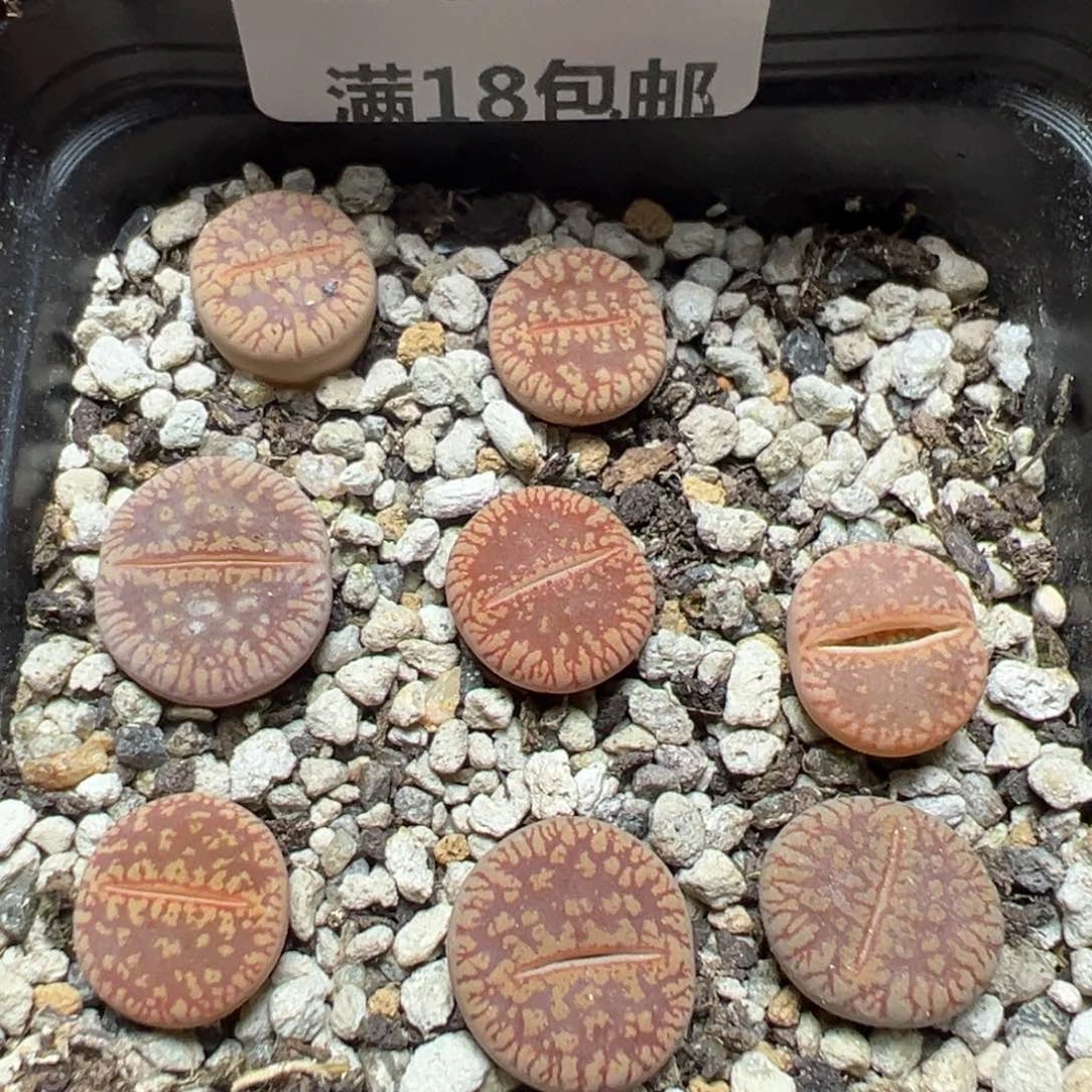 【闪购商品】 189。