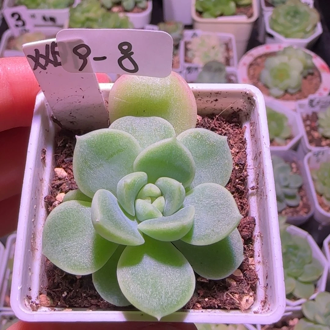 暴富财富密码9-8单头