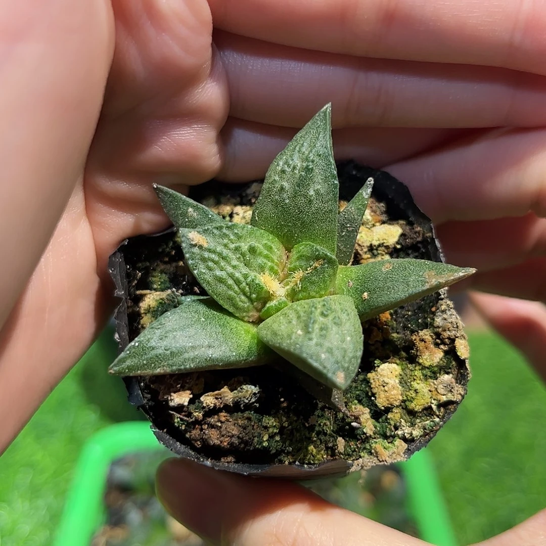 3.5cm实生哥斯拉龟甲牡丹带盆