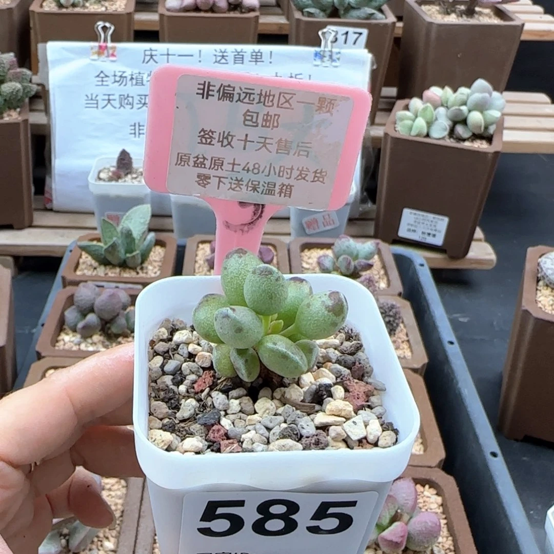 585，鼓槌多肉植物