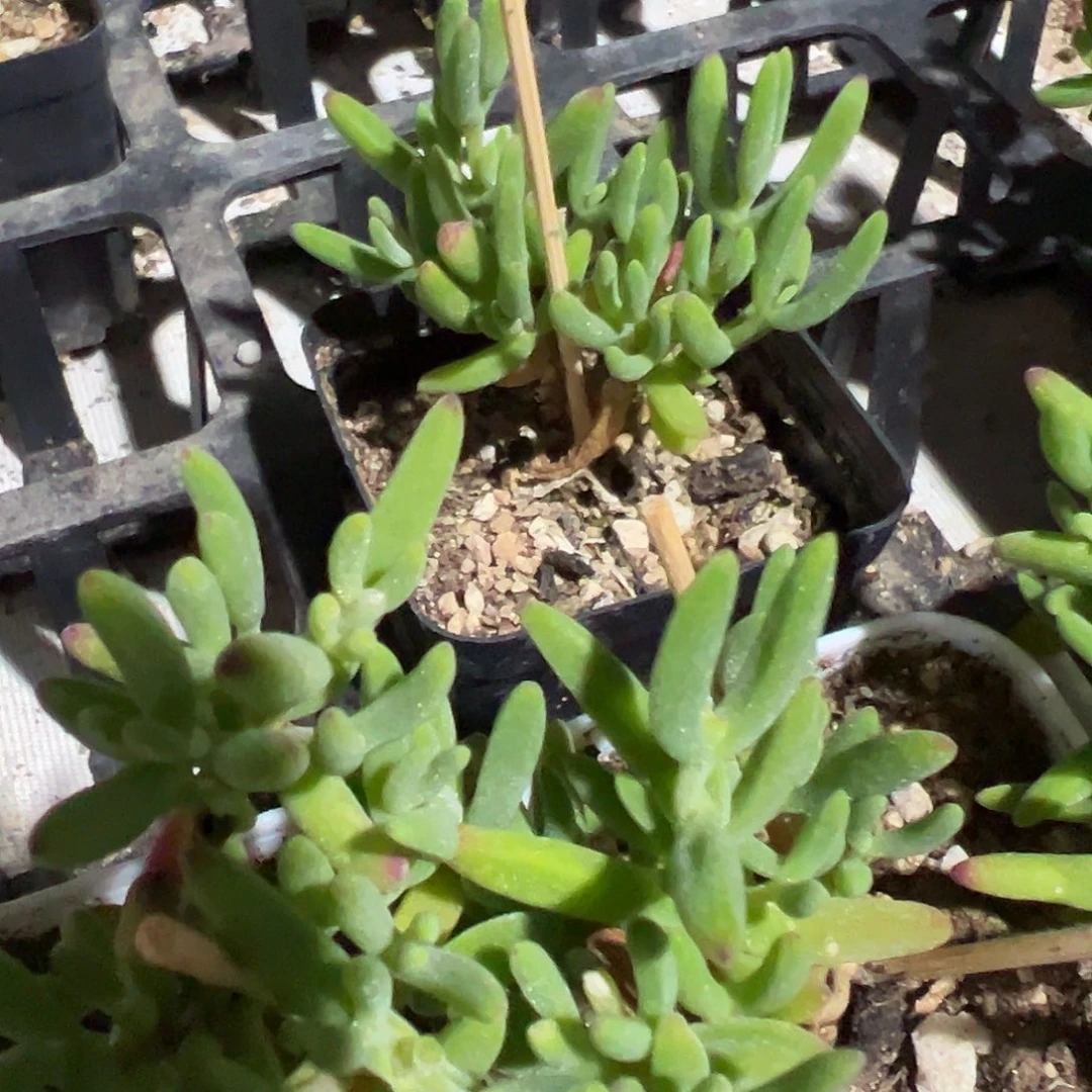 香蕉枝干精品55杯小老桩