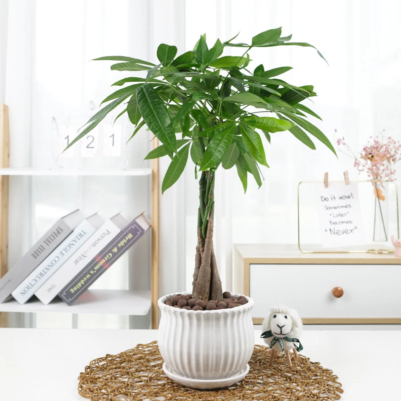 五辫发财树植物辫子发财树绿植办公室内桌面盆栽四季常青易活植物