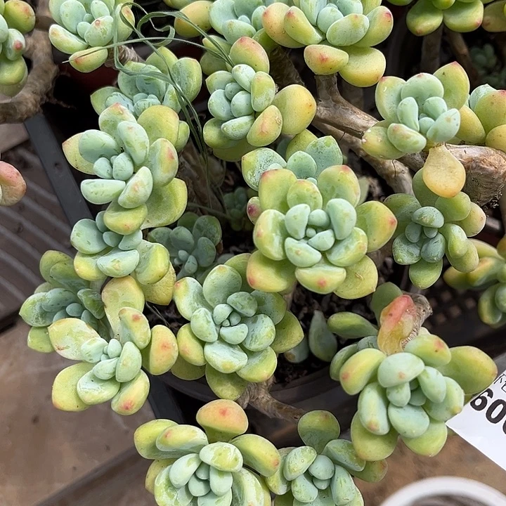 阿雅园艺。      6000