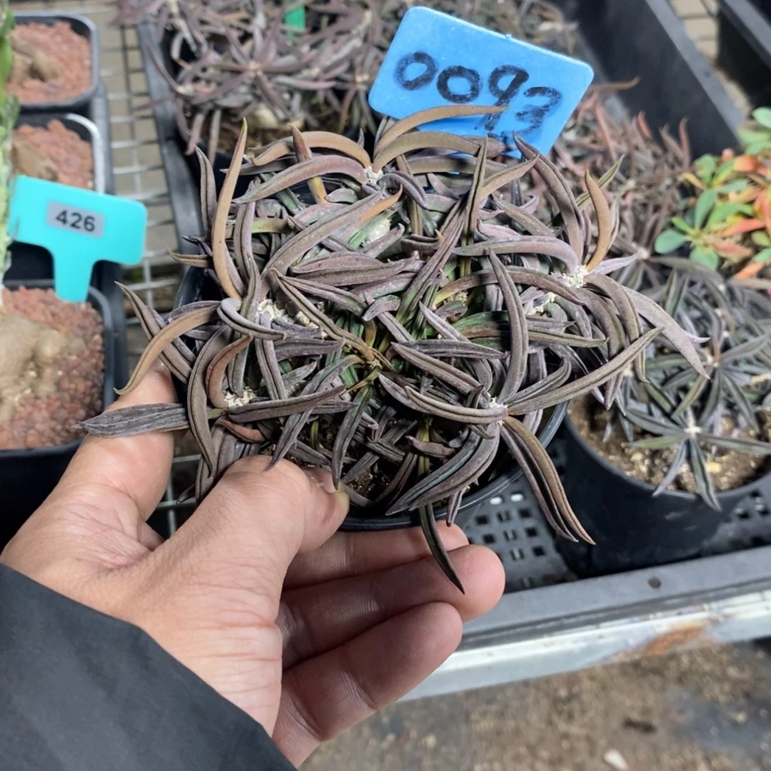 筒叶麒麟多肉植物