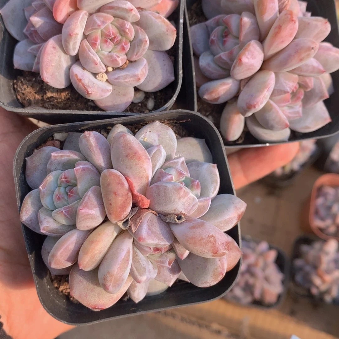 （需要满9.99邮）籽石榴星影三头 5-6cm 数量有限 猫小姐多