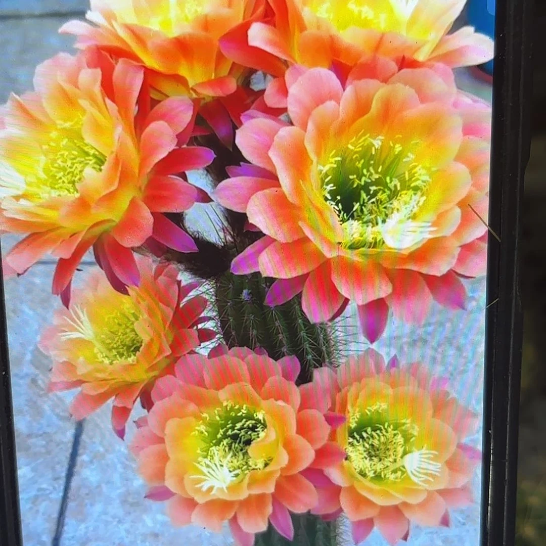 杏光辉毛20包邮仙人球19