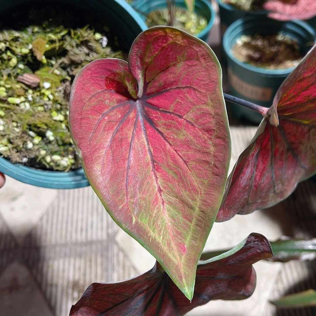 完全开放741泰彩