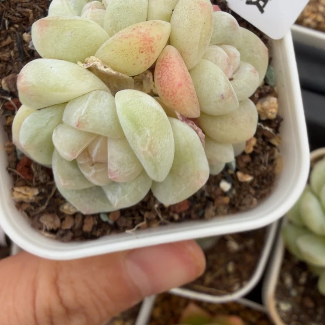 东篱下多肉哈哈哈哈哈98