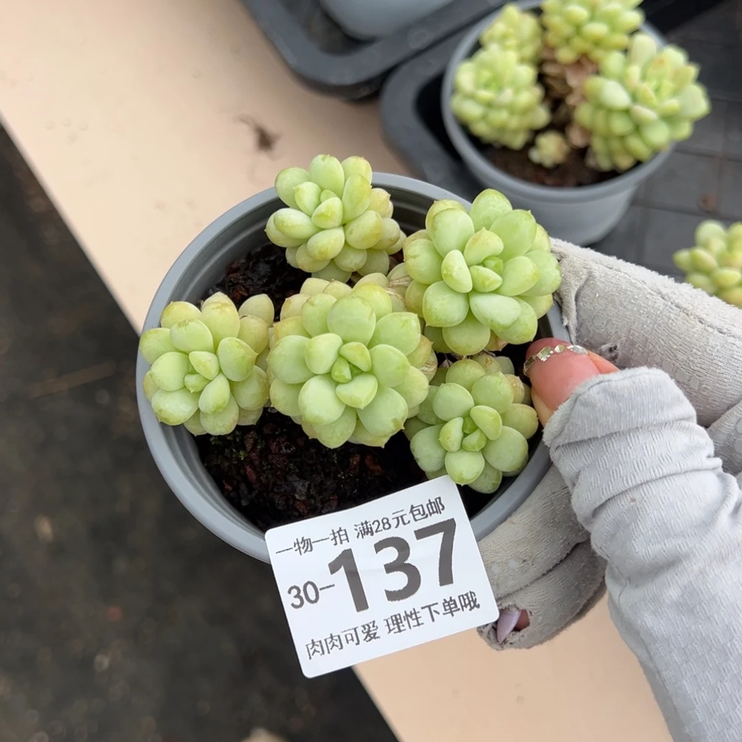 阳光玫瑰多肉多肉多肉多肉多肉