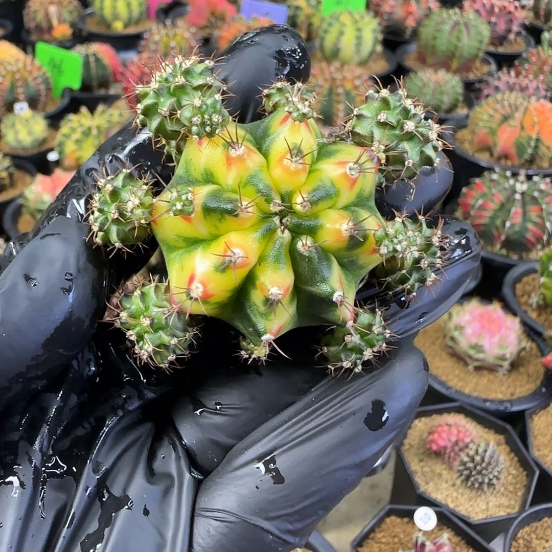 泰系名品侧芽喜欢直接拍